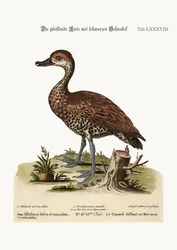 De zwartsnavelfluitboom eend, 1749-73